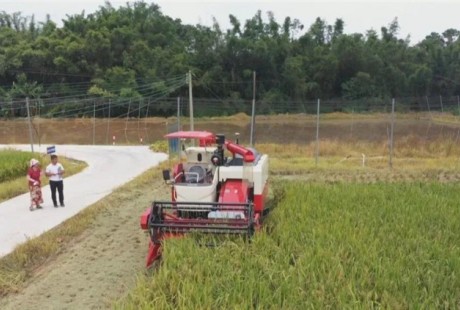 廣東省首臺無人駕駛水稻收獲機正式下田，收割一畝水稻，僅九分鐘。